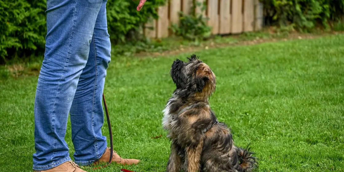 Hund sitzt beim Training im Garten aufmerksam im Sitz