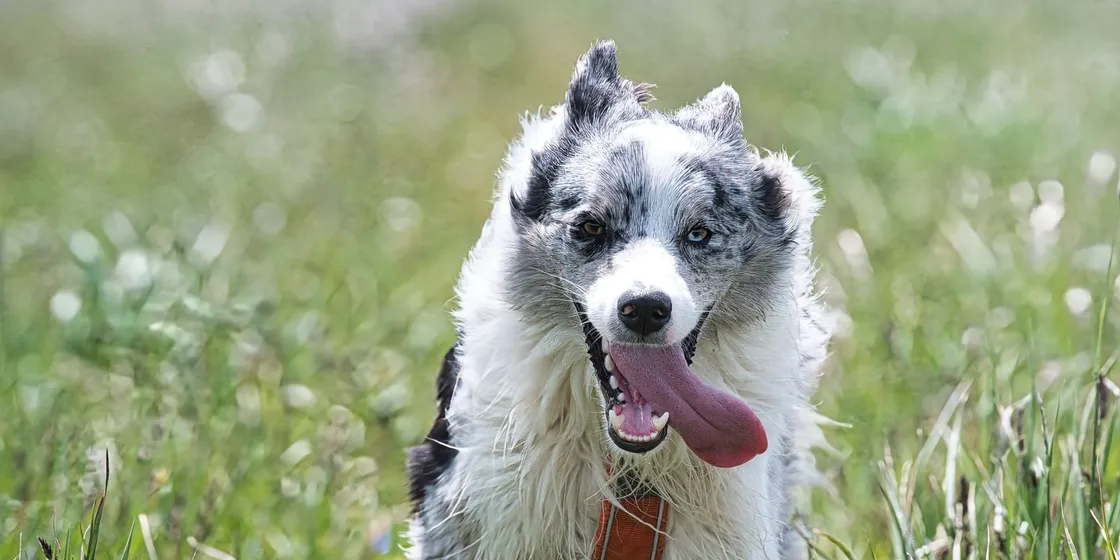 Border Collie running through a grassy field