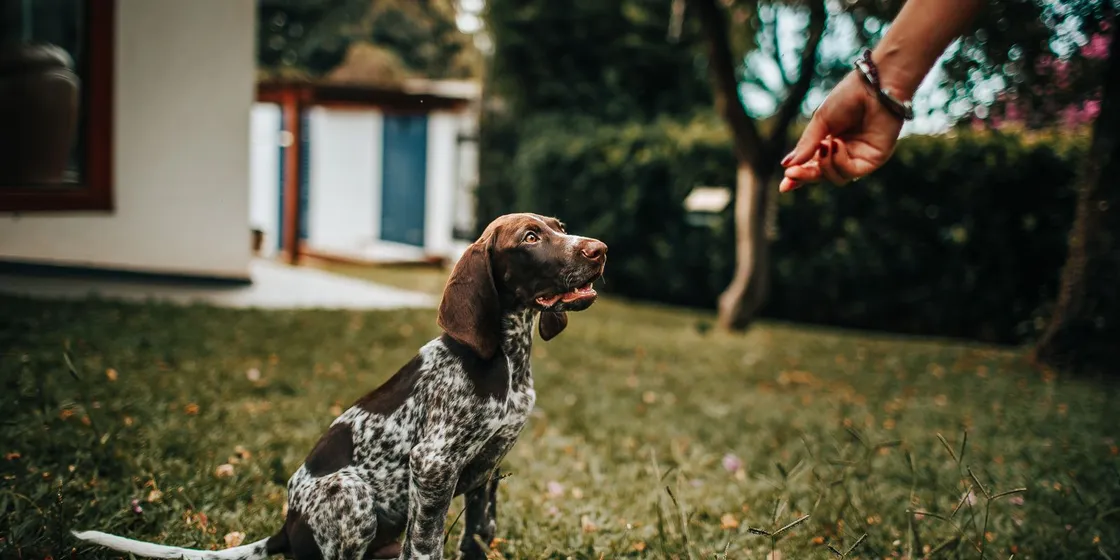 Puppy looking up at a hand offering a treat during training outdoors