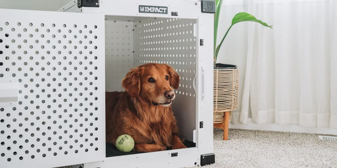 Golden Retriever ruht entspannt in einer weißen Hundebox im Wohnzimmer