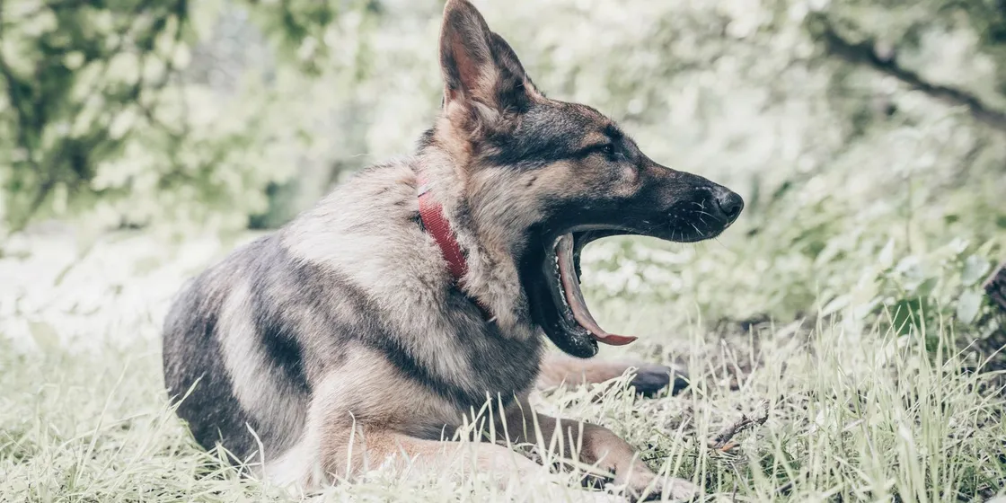 German Shepherd yawning while lying on grass