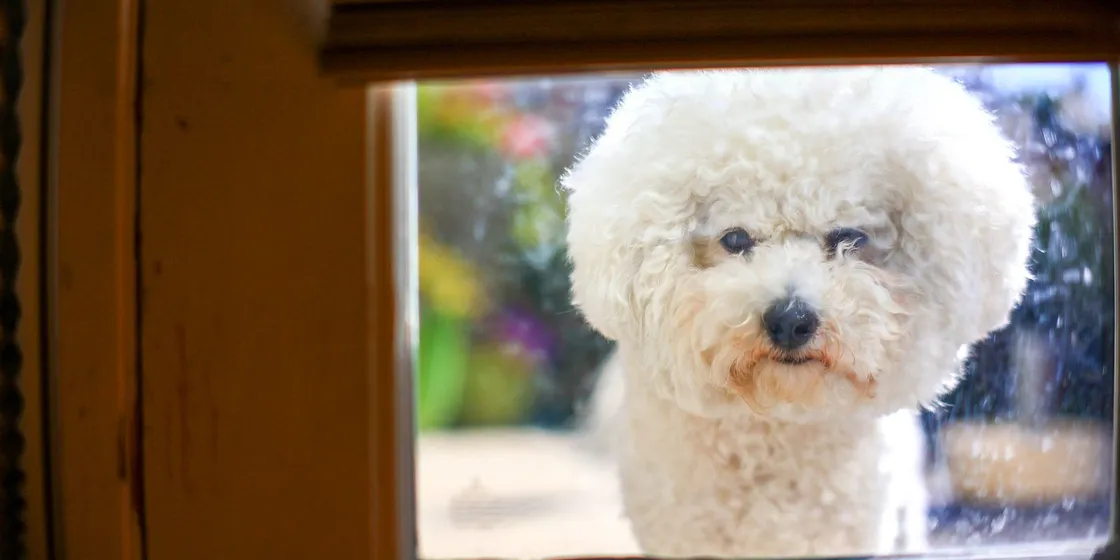 Small white dog looking through a glass window