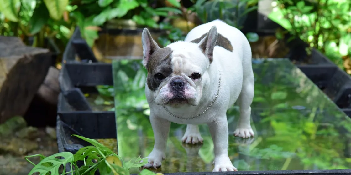 Französische Bulldogge steht im Freien im Grünen