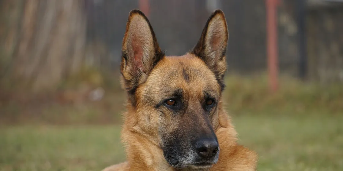 German Shepherd lying on grass with an attentive expression