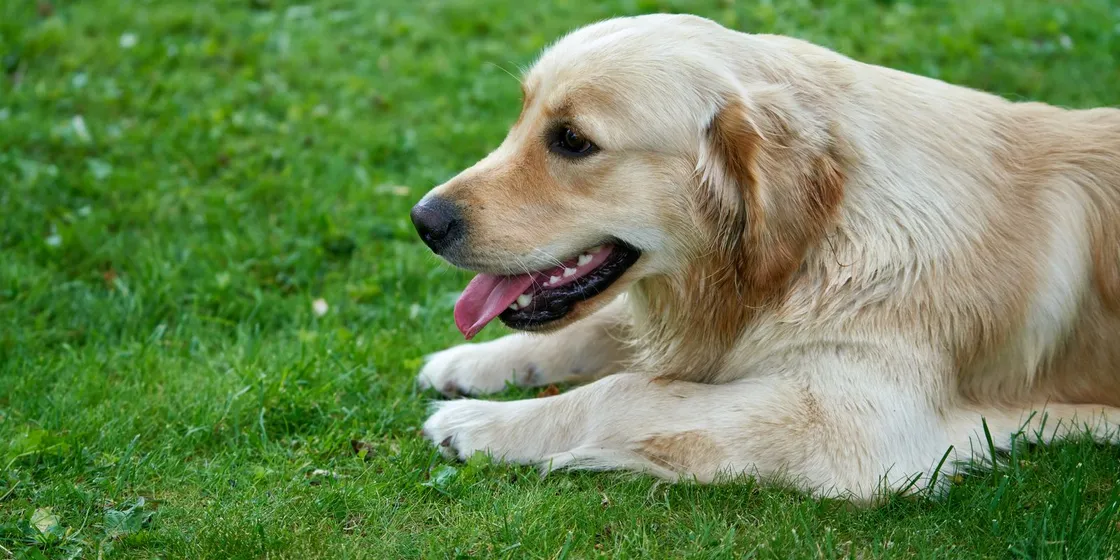 Golden Retriever liegt mit heraushängender Zunge auf grünem Rasen