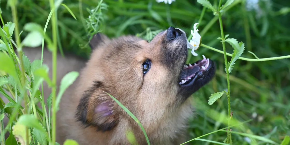 Puppy exploring plants in a green garden
