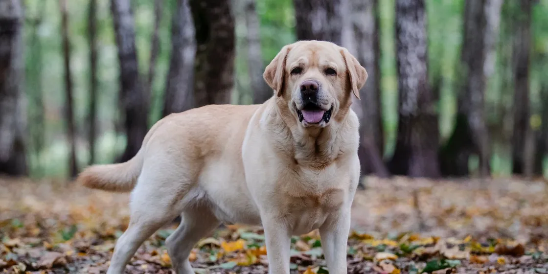 Labrador Retriever standing in an autumn forest