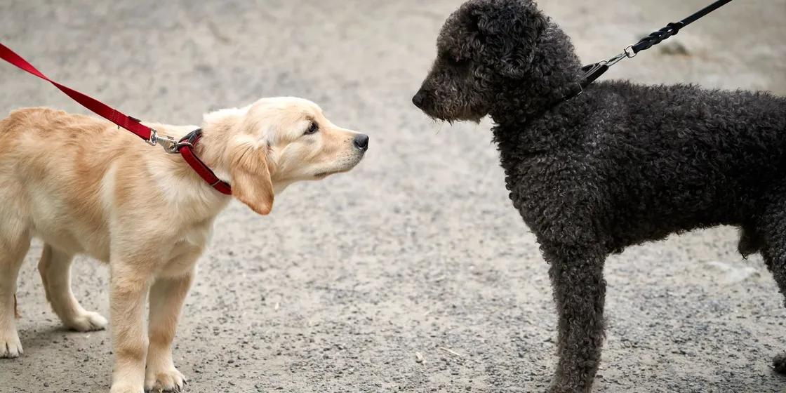 Zwei angeleinte Hunde stehen sich beim Spaziergang gegenüber