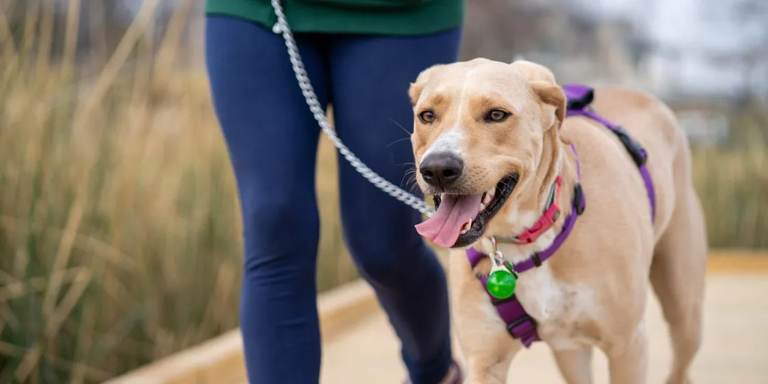 Hund läuft an der Leine neben seinem Halter über einen Holzsteg