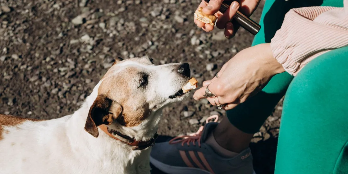 Woman giving a dog a treat outdoors on a sunny day
