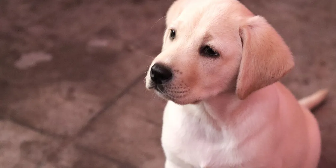 Labrador puppy sitting on a tiled floor and looking up attentively