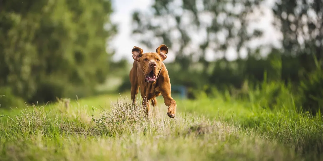 Brauner Hund rennt über eine grüne Wiese auf die Kamera zu