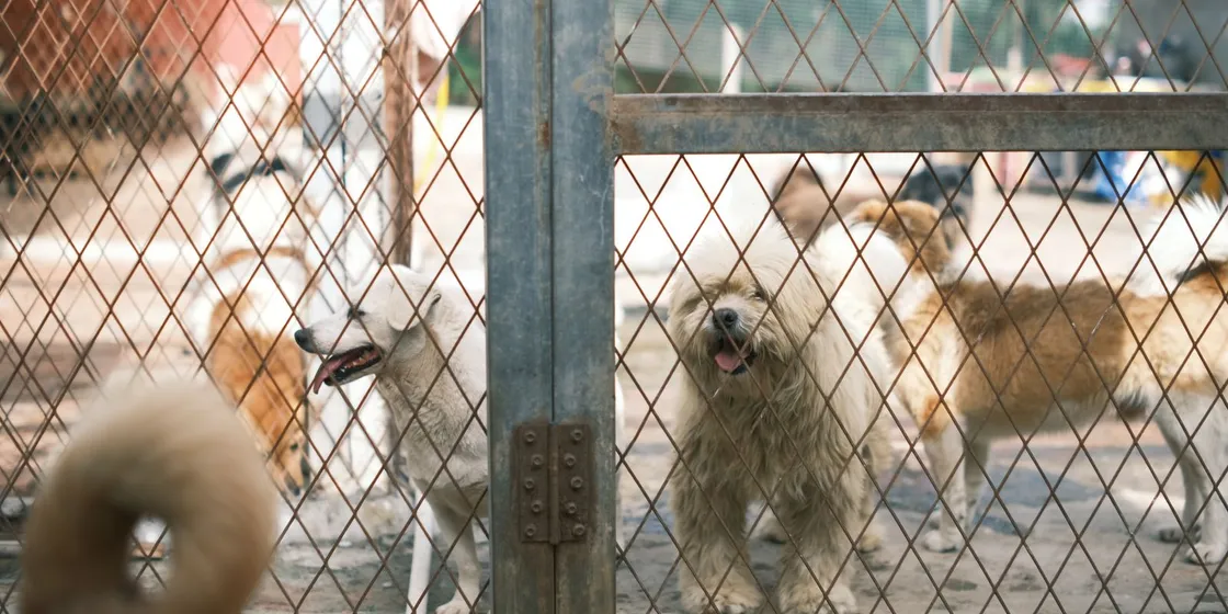 Dogs standing behind a fence in an animal shelter yard