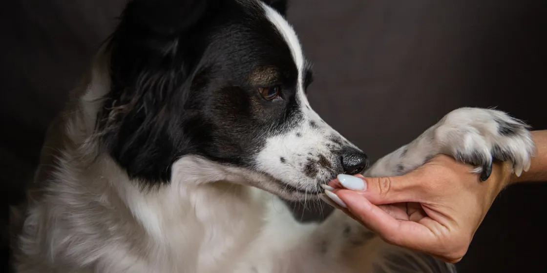 Border Collie gibt einer Menschenhand in der Wohnung die Pfote