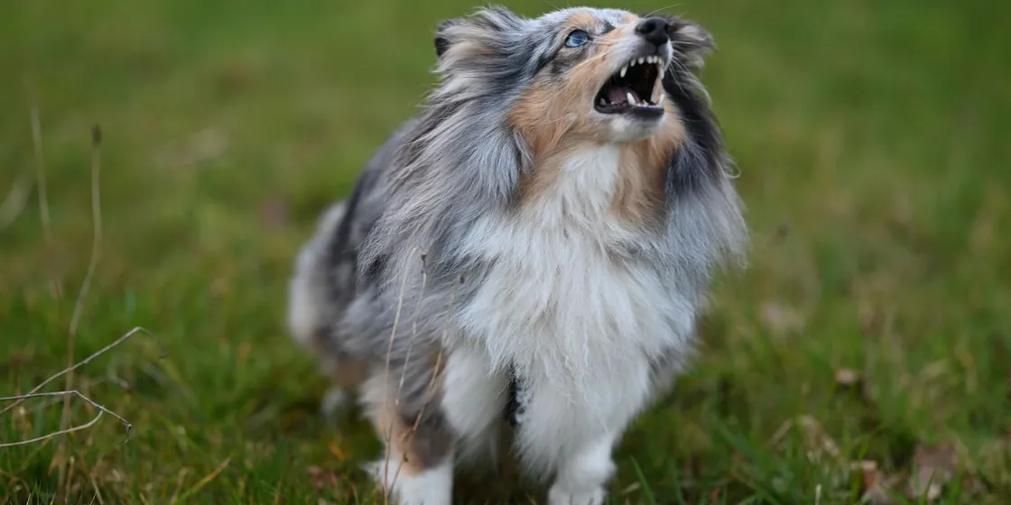 Sheltie bellt auf einer Wiese