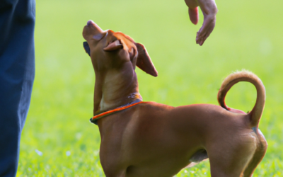 Pawsitive DIY: Unleash Your Dog’s Potential | No Trainer Required!